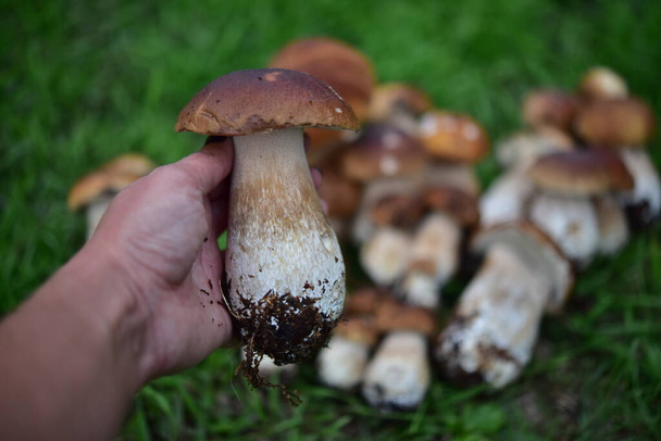 porcini-sieni kädessä  - Valokuva, kuva