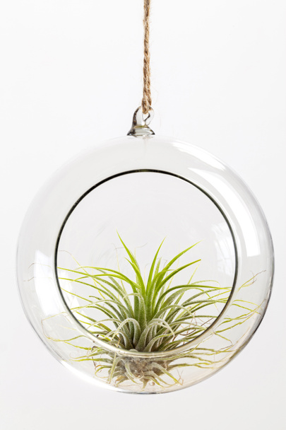 Green Tilandsia ionantha Airplant opgehangen in glazen terrarium op witte achtergrond - Foto, afbeelding