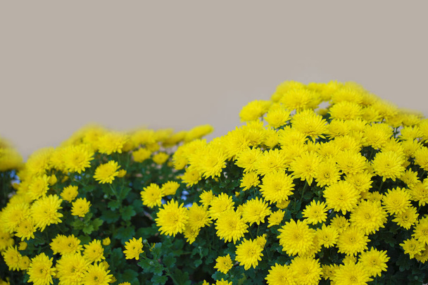 Bouquet di crisantemi gialli su sfondo beige. - Foto, immagini