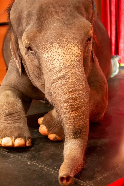 Індійський слон у цирку.. - Фото, зображення