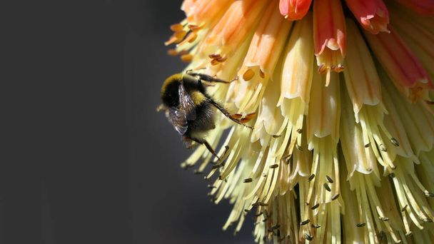 Bee on a Red Hot Poker Kniphofia in full bloom in a garden  - Photo, Image