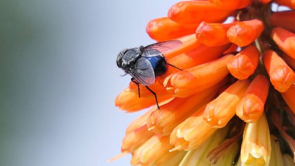 Fly on a Red Hot Poker Kniphofia in full bloom in a garden - Фото, изображение