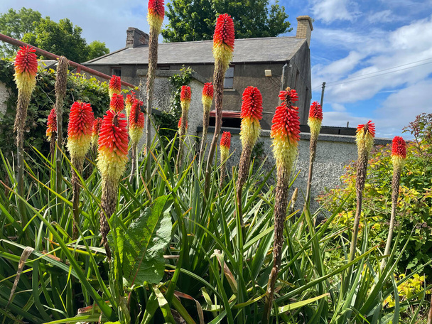 Red Hot Poker Kniphofia in full bloom in a garden - Photo, Image