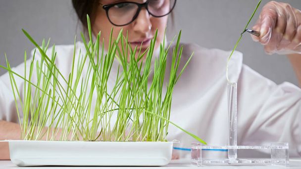 Laboratory worker puts grass stem in test tube for research - Photo, image