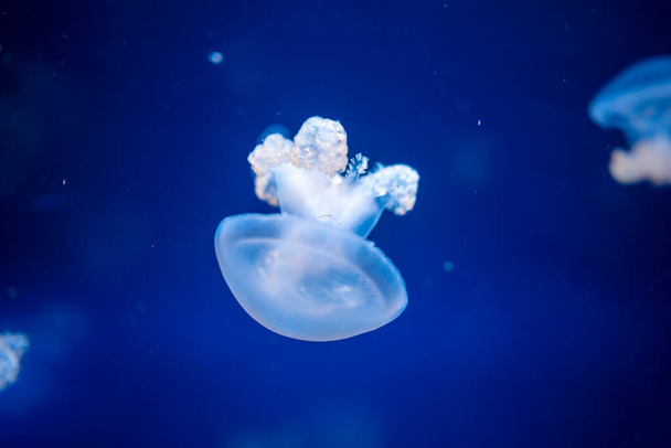 Belle meduse nella luce al neon in acquario, sfondo naturale
 - Foto, immagini
