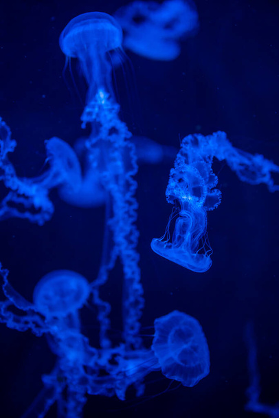 Belles méduses dans la lumière au néon dans l'aquarium, fond nature
 - Photo, image