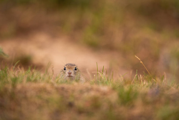 Common ground squirrel on blooming meadow. European suslik. Spermophilus citellus. Wildlife animal in the nature habitat. Little park in the middle of the rush city. - Фото, зображення