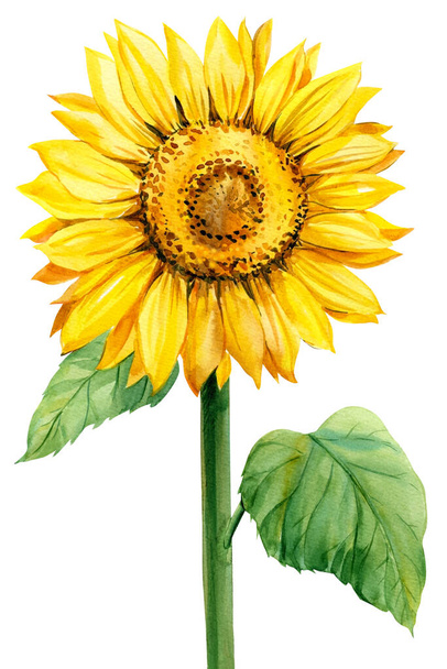 Slunečnice, akvarel botanická ilustrace, žlutý květ - Fotografie, Obrázek