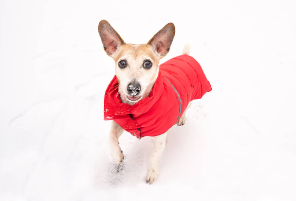 Dog playing outside winter snowy time. Red coat warm pet clothes. Dog jumping big ears funny fly apart. Active happy time outside enjoying winter activities. Red pet sport winter clothes - Zdjęcie, obraz