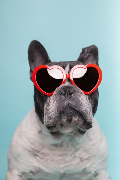 amor del perro celebrando el día de San Valentín con gafas rojas en forma de corazón. Aislado sobre fondo azul. - Foto, Imagen