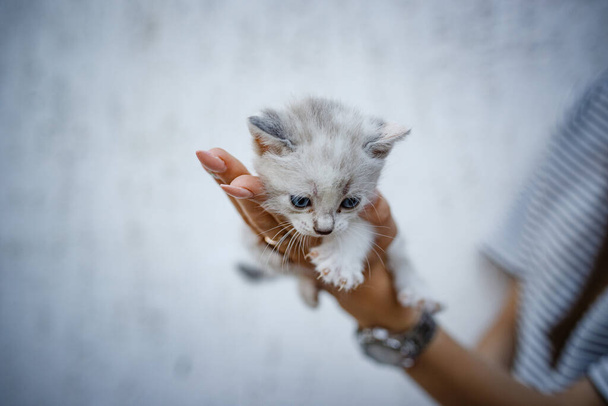 Очаровательный маленький котенок в руках на белом фоне. Руки женщины держат милого белого и серого котенка. Пушистый друг в новом доме, концепция adoption - Фото, изображение