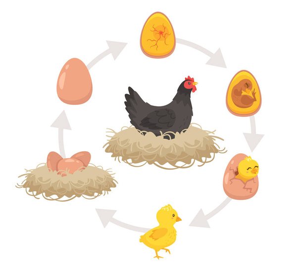 Yumurtadan çıkma sürecinin çocuk eğitim şeması. - Vektör, Görsel