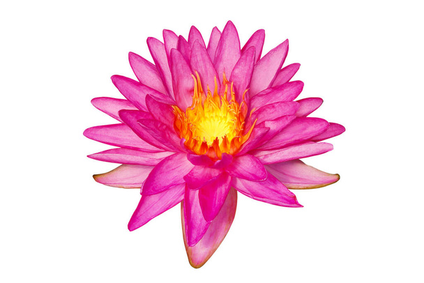 Pink Water Lily Flower Isolated on White Background with Clipping Path - Фото, зображення