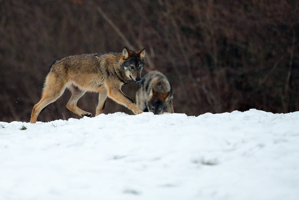 Серый волк или серый волк (волчанка Пса) выходит из леса в сильный снегопад. Большие карпатские волки поднимаются на луг. Европейский волк зимой нюхает снег. - Фото, изображение
