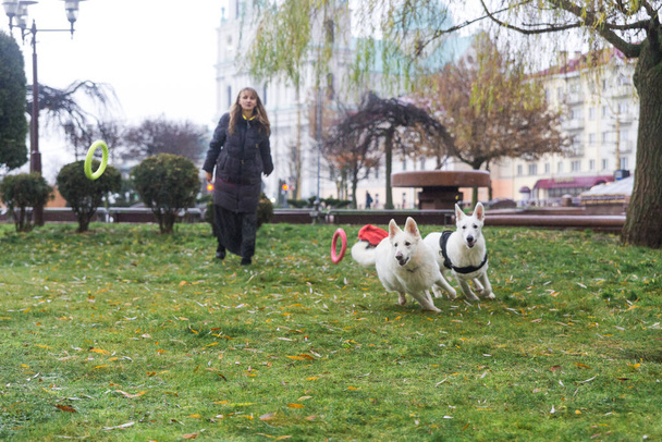 A woman is training her two cute dogs White Swiss Shepherds outdoors in the city park. - Fotografie, Obrázek