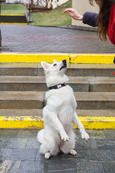 A woman is training her cute dog White Swiss Shepherd outdoors on a staircase in the city park. - Zdjęcie, obraz