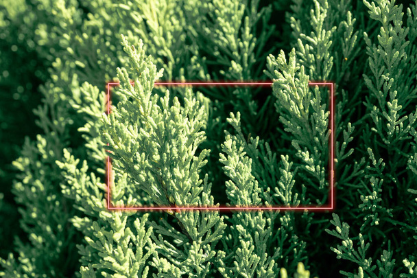 czerwona ramka na tle zielonego krzewu zachodniego thuja. prostokątny neonowy blask - Zdjęcie, obraz