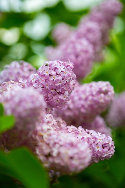 Pink Lilac flowers closeup view on the bush, selective focus and blurred background - Fotografie, Obrázek