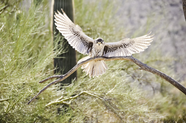 ijzerhoudende hawk - Foto, afbeelding