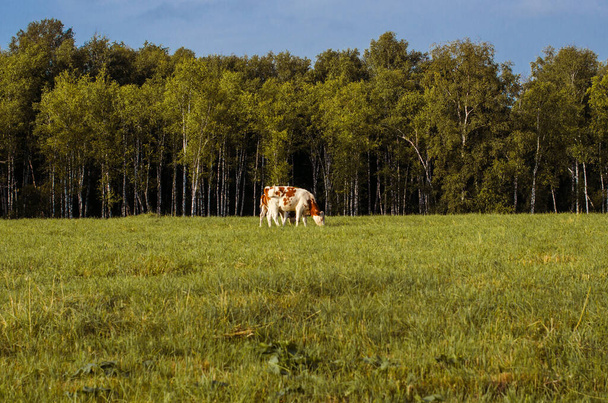 two red-white calves in the background against the background of a green field, a birch forest and a dark blue forest - Фото, изображение