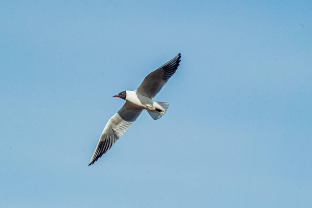 Gull flies with spread wings - Photo, Image