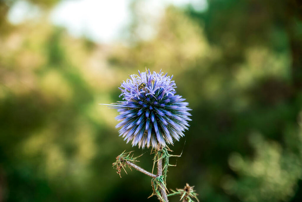 Vertical shot of a bee pollinating the echinops flower,Selective focus flower - Photo, Image