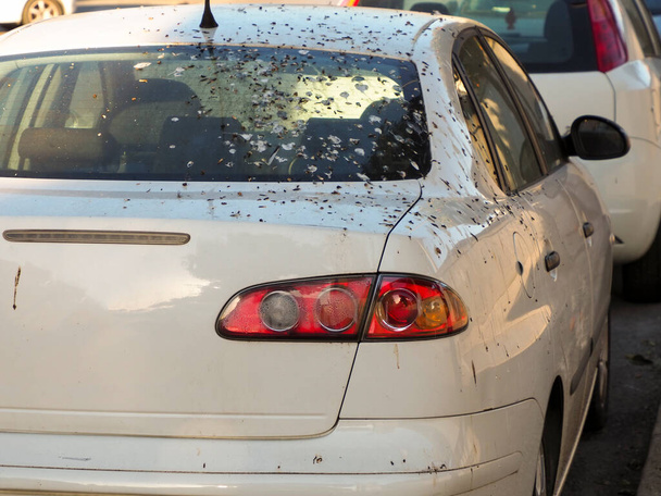 Een grijze auto geparkeerd op straat vervuild met uitwerpselen van vogels. - Foto, afbeelding