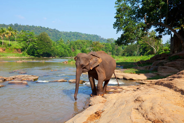 Aasialainen norsu Sri Lankassa - Valokuva, kuva