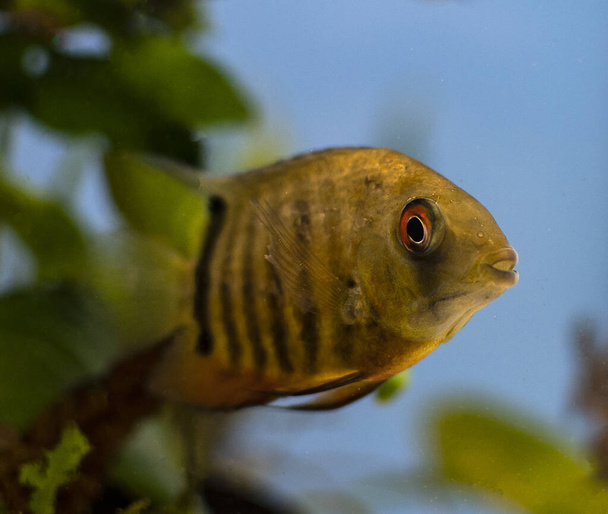 Cichlid peixe heros severus nadando em aquário tropical. - Foto, Imagem