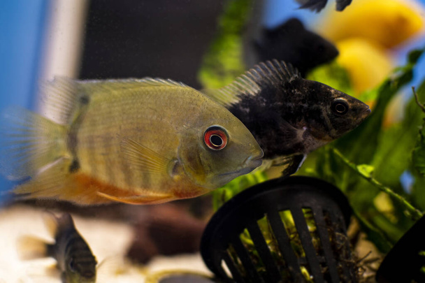 Cichlid fish heros severus swimming in tropical aquarium. - Photo, Image