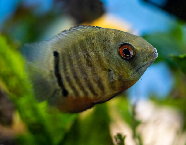 Cichlidés poissons héros severus nageant dans un aquarium tropical. - Photo, image