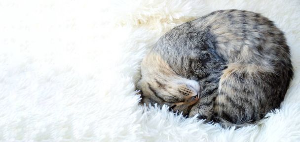 Csíkos Maine Mosómedve macska feküdt ágyon fehér takaró vicces póz - Fotó, kép