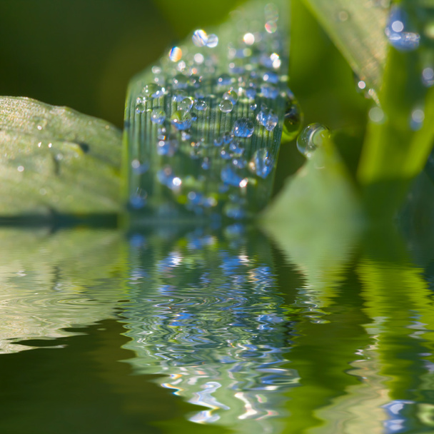Leaf in a drops reflected in a water - Zdjęcie, obraz