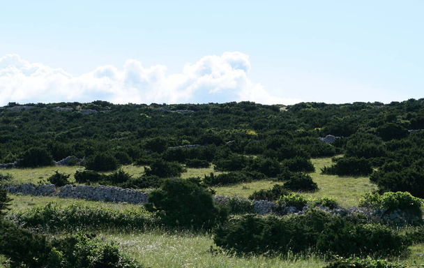 Villi maaseudun maisema vihreä Välimeren pensaita ja ruoho niityllä - Valokuva, kuva
