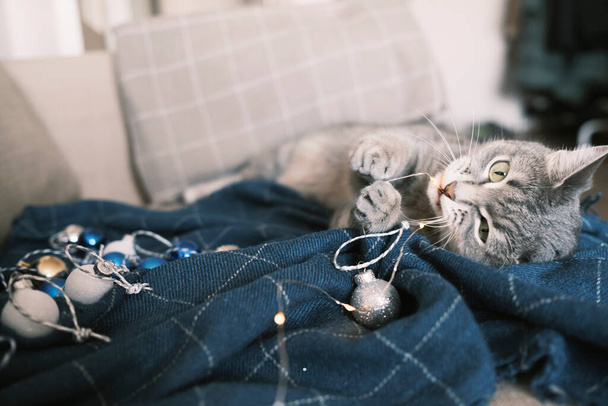 A domestic striped gray cat lies on the sofa and plays with a garland for the Christmas tree. The cat aggressively gnaws a garland for the Christmas tree. Christmas concept - Photo, Image