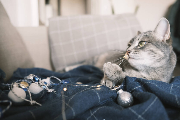 Un chat gris rayé domestique se trouve sur le canapé et joue avec une guirlande pour le sapin de Noël. Le chat grignote agressivement une guirlande pour le sapin de Noël. Concept de Noël - Photo, image