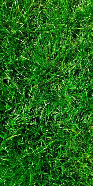 texture of green grass - Photo, Image