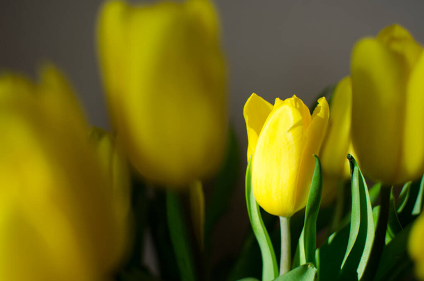 un bouquet di tulipani gialli al sole da vicino. Foto di alta qualità - Foto, immagini