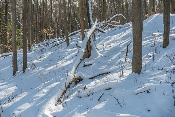 Snow on the ground in forest in winter time - Zdjęcie, obraz