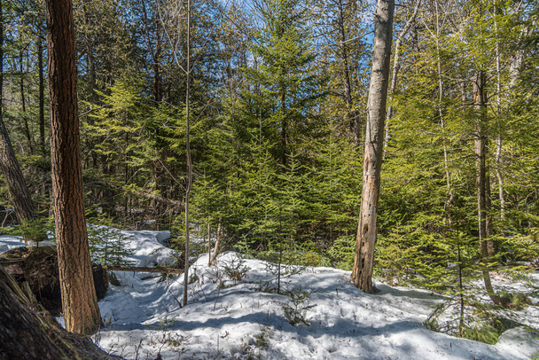 森の中の晴れた冬の日の木々や雪 - 写真・画像