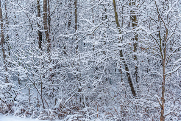 Winter snow forest in Central Ontario, Canada - 写真・画像