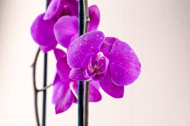 orchidée pourpre sur fond rose pâle. Photo de haute qualité - Photo, image