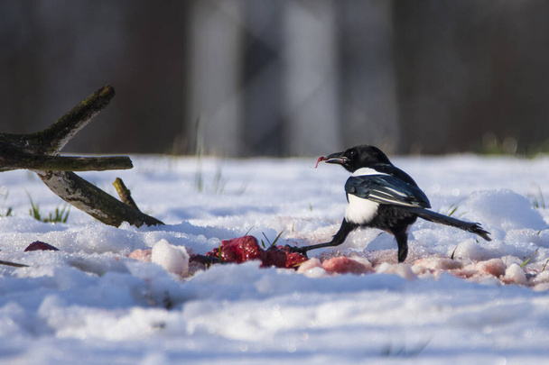 Magpie, Pica pica, on the ground covered by snow, Czech republic. - Photo, Image