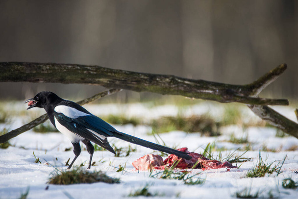 Magpie, Pica pica, on the ground covered by snow, Czech republic. - Photo, Image