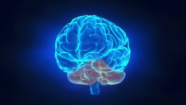 Human brain parts - Footage, Video