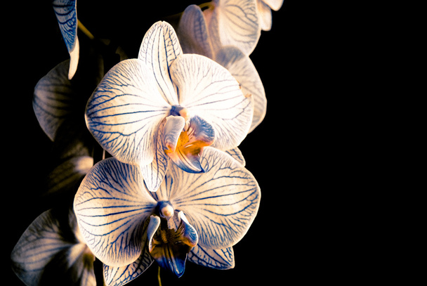 orchideeën - Foto, afbeelding