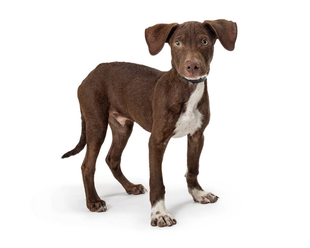Lindo perro cruzado marrón joven de pie a un lado en blanco mirando a la cámara - Foto, Imagen