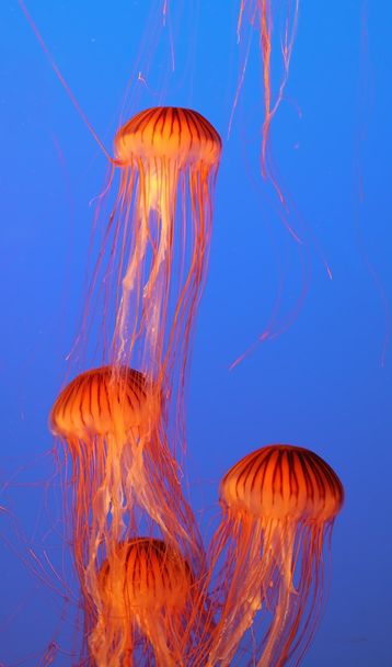 Four jellyfish floating gracefully - Φωτογραφία, εικόνα
