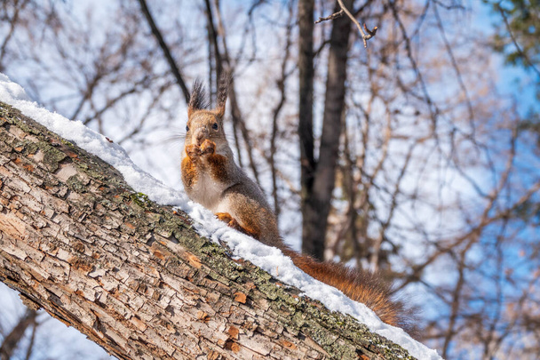De eekhoorn met noot zit in de winter of late herfst aan een boom. Euraziatische rode eekhoorn, Sciurus vulgaris. - Foto, afbeelding