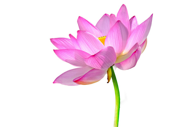 Lotusblume isoliert auf weißem Hintergrund - Foto, Bild